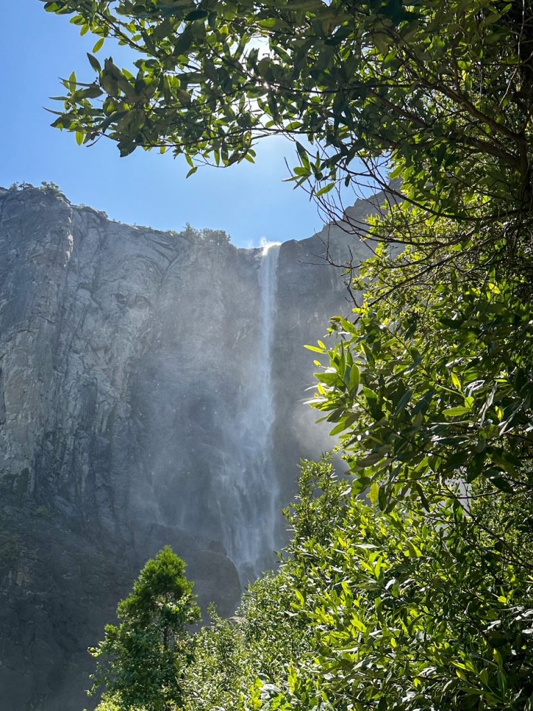 Bridalveil Fall peeking out behind a tree at Yosemite National Park