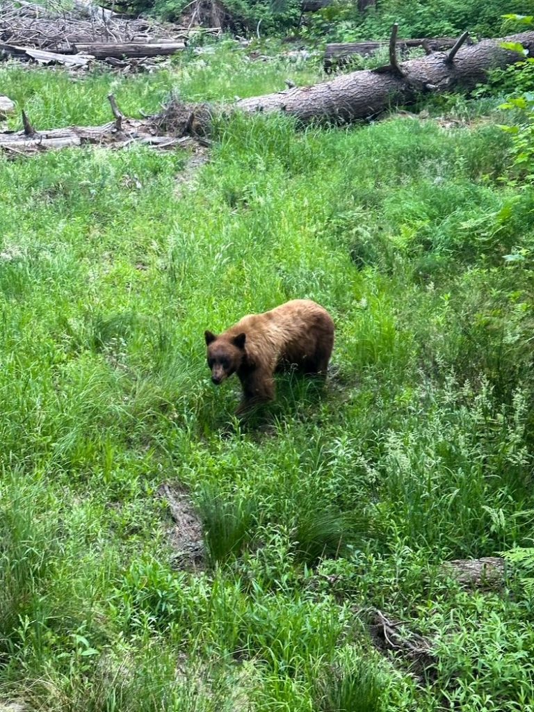 a black bear near the Lower Yosemite Fall Trail in Yosemite National Park