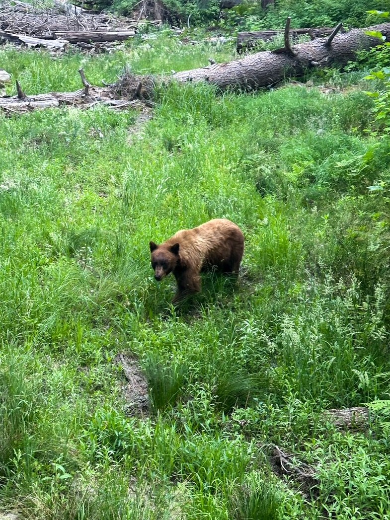 Black bear walking near the Lower Yosemite Falls Trail in Yosemite National Park, California