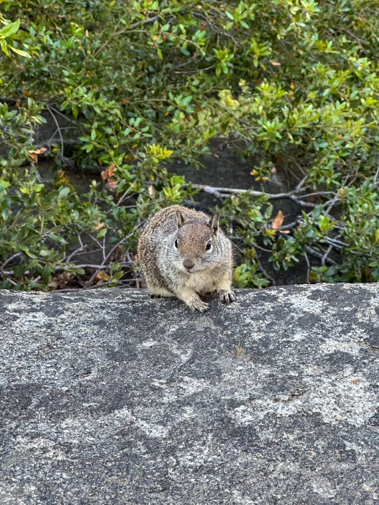 a cute little squirrel at the top of Vernal Fall in Yosemite National Park