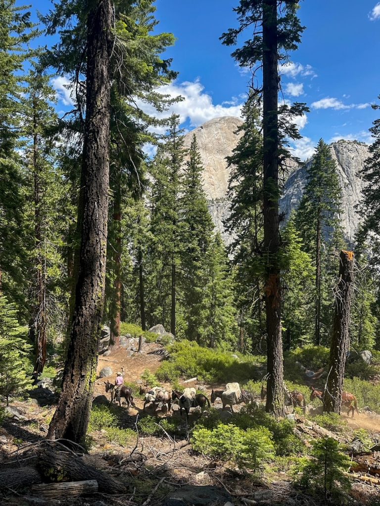 horses along the Panorama Trail in Yosemite National Park