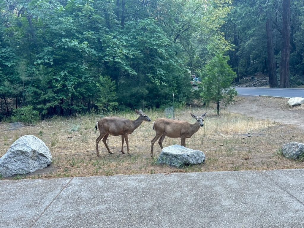 some deer along the trail to Lower Yosemite Fall in Yosemite National Park