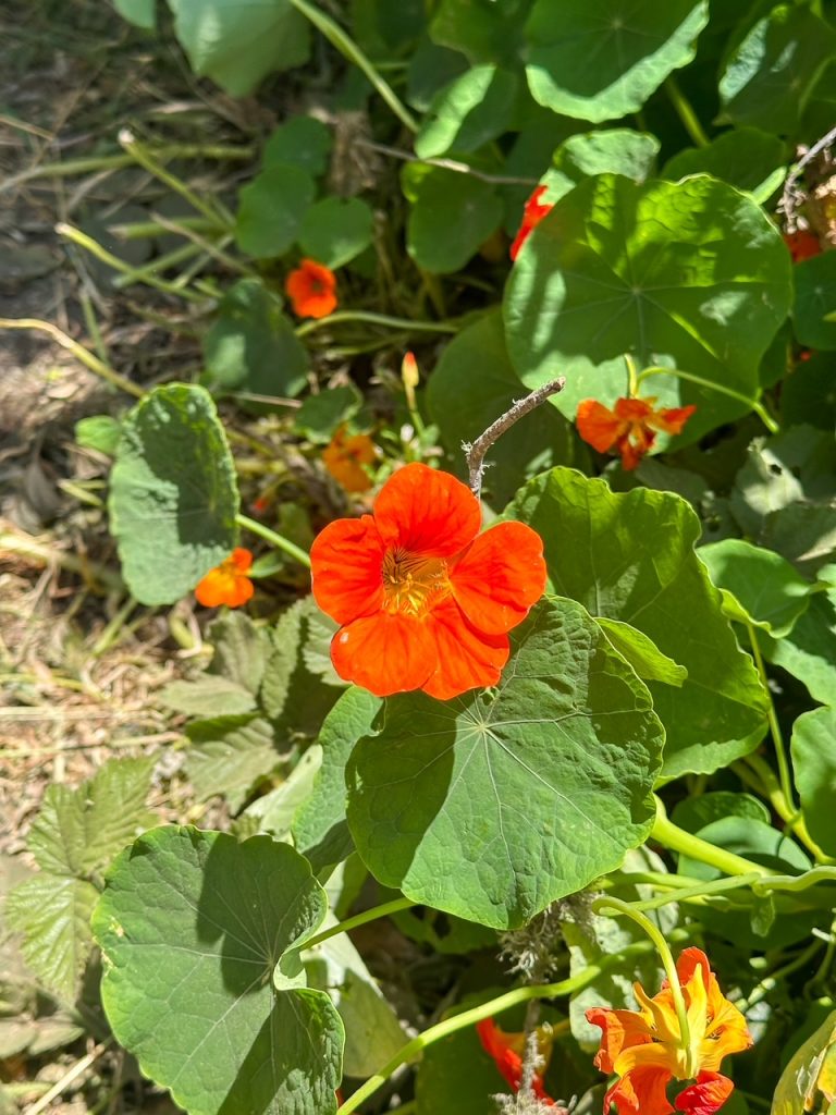 a bright orange flower along the Lands End Trail in San Francisco