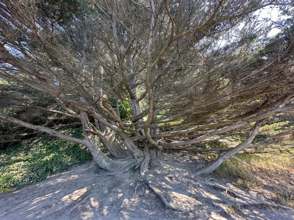 a cool tree on the Lands End Trail in San Francisco