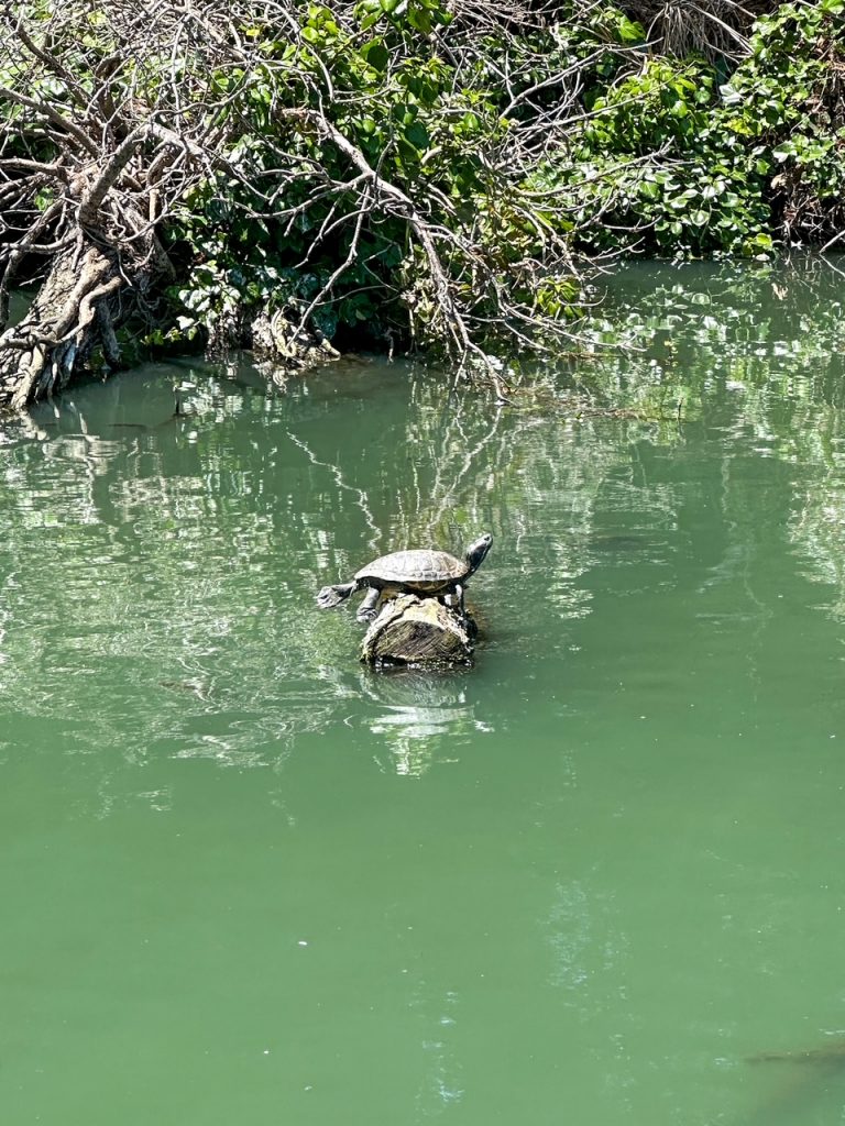 a turtle in the lagoon at the Palace of Fine Arts in San Francisco