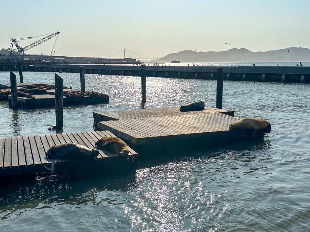 the infamous sea lions at Pier 39 in San Francisco