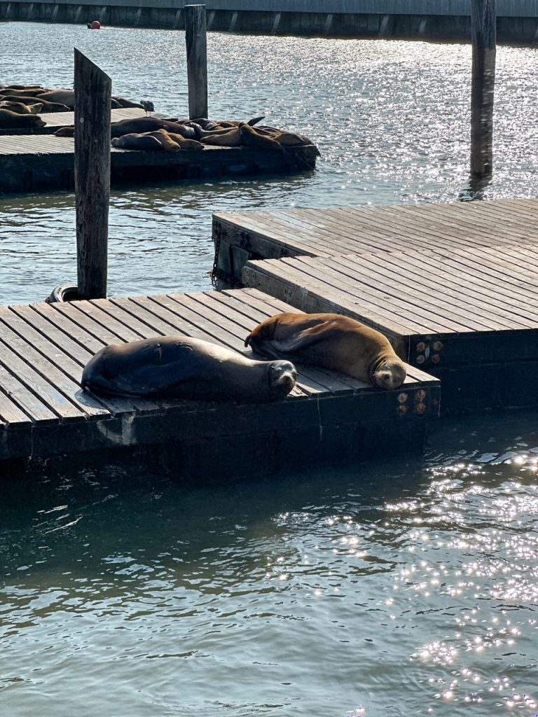 two cute sea lions at Pier 39 in San Francisco