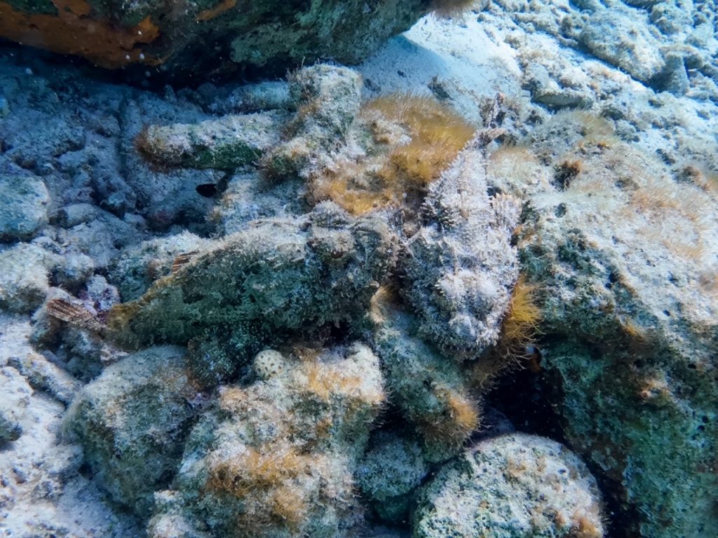 A couple of Spotted Scorpionfish in Bonaire