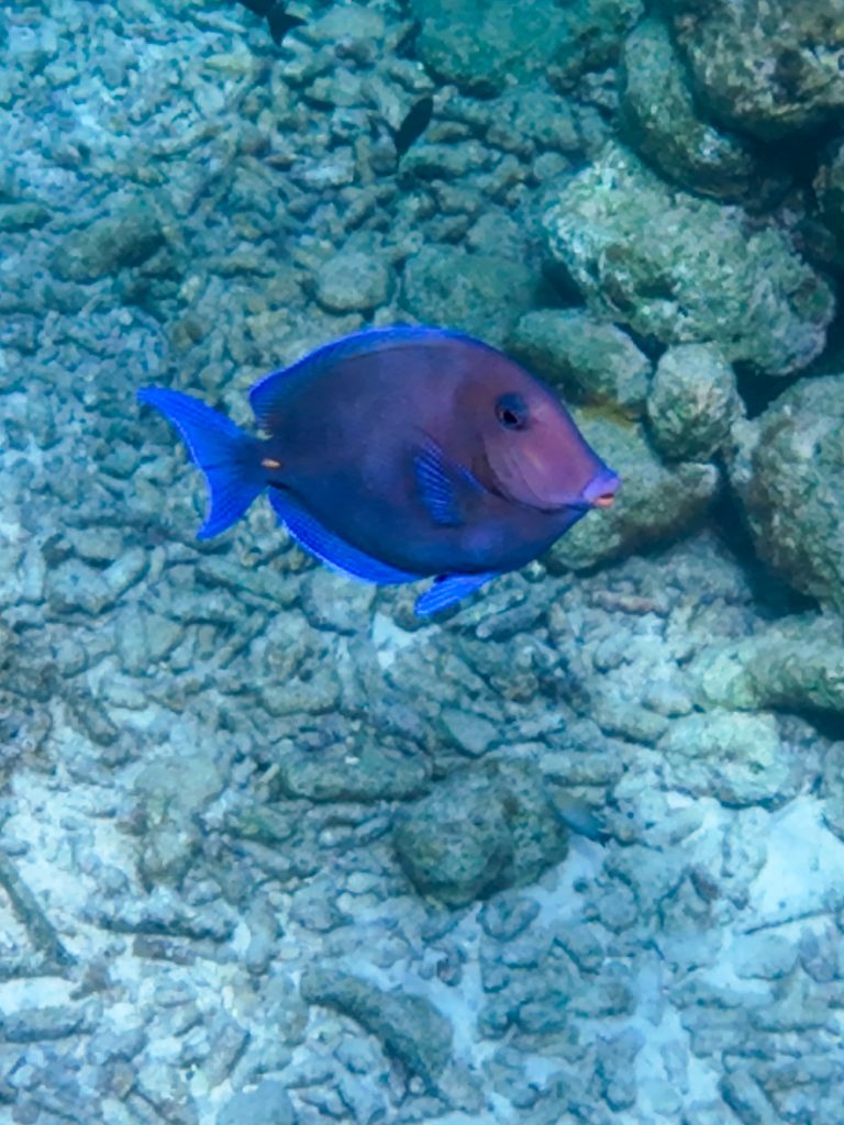 Blue tang swimming over coral reef while snorkeling in Bonaire