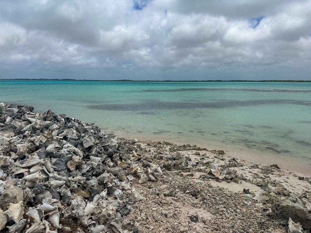 Conch shells near Lac Bay Bonaire