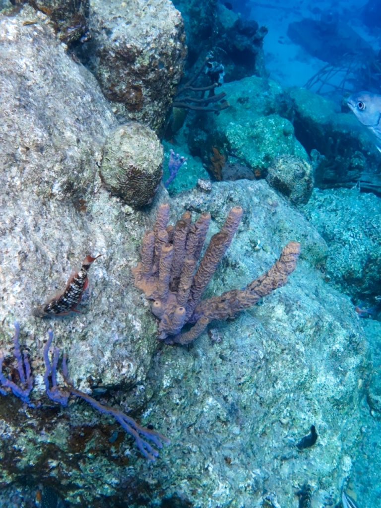 Coral formation seen while snorkeling in Bonaire