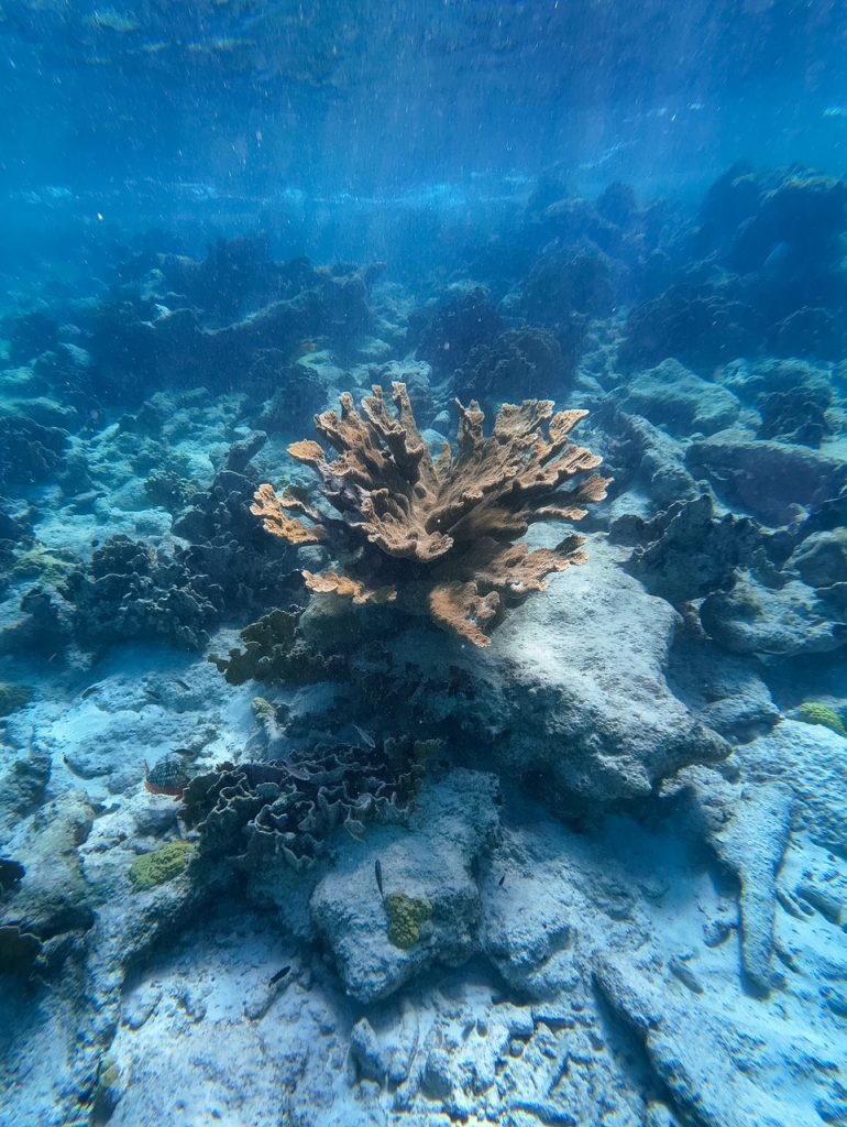 Coral on a snorkeling boat trip in Bonaire