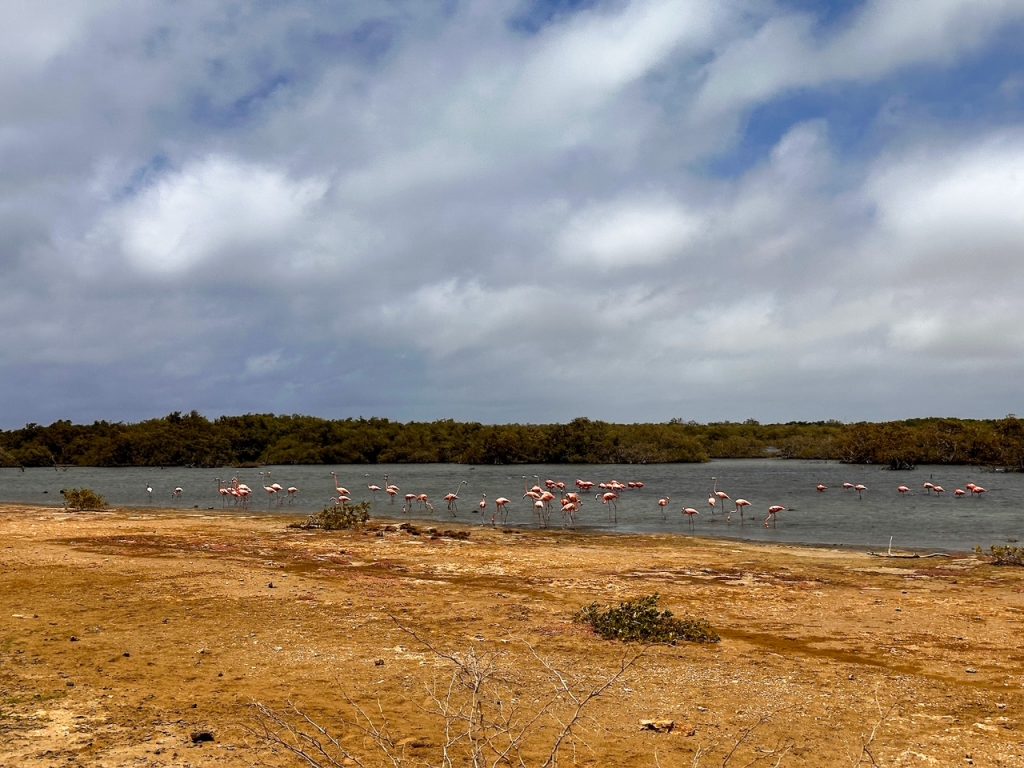 Flamingos on the south side of Bonaire