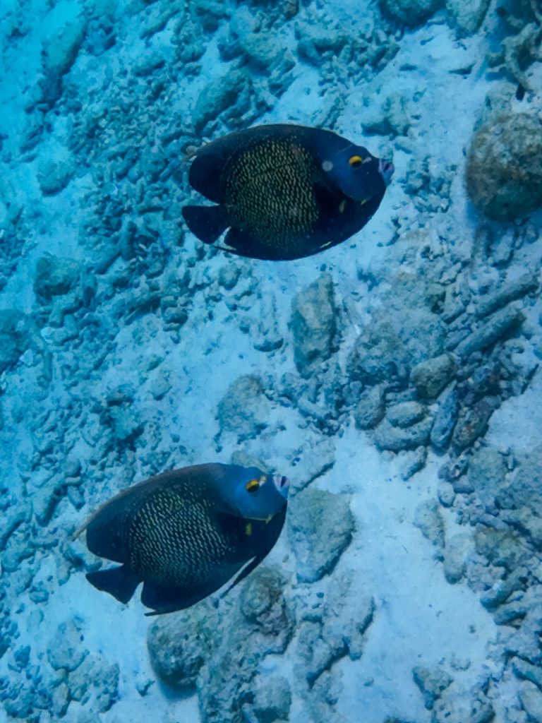 French Angelfish seen snorkeling in Bonaire