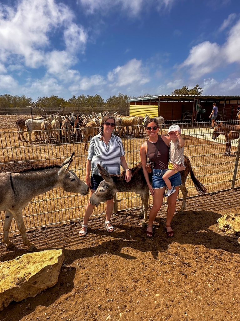 Rescued donkeys greeting visitors at Donkey Sanctuary Bonaire