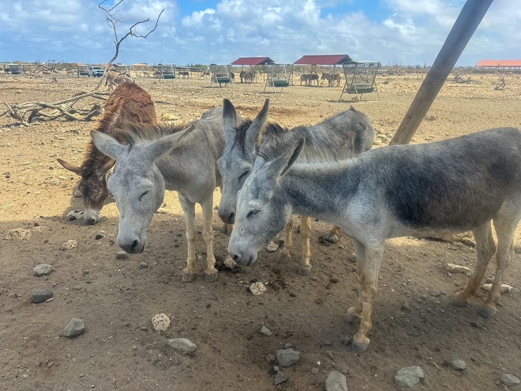 Group of donkeys at the Donkey Sanctuary Bonaire