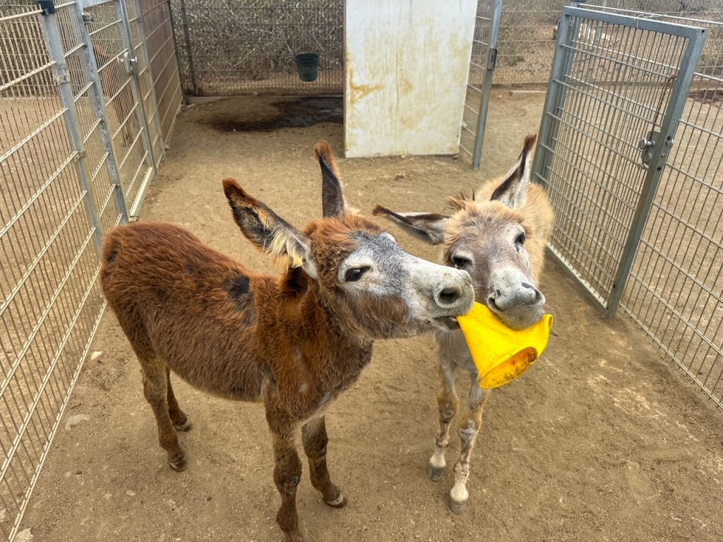 baby donkeys playing at the Donkey Sanctuary Bonaire