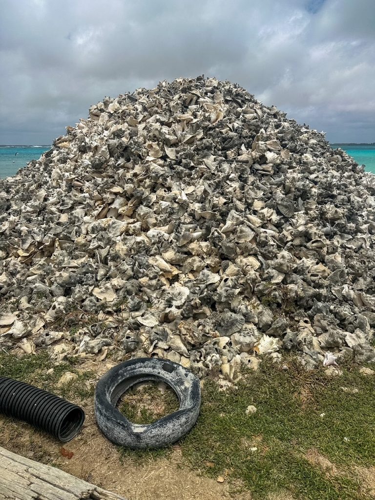 conch shell pile near Lac Bay in Bonaire