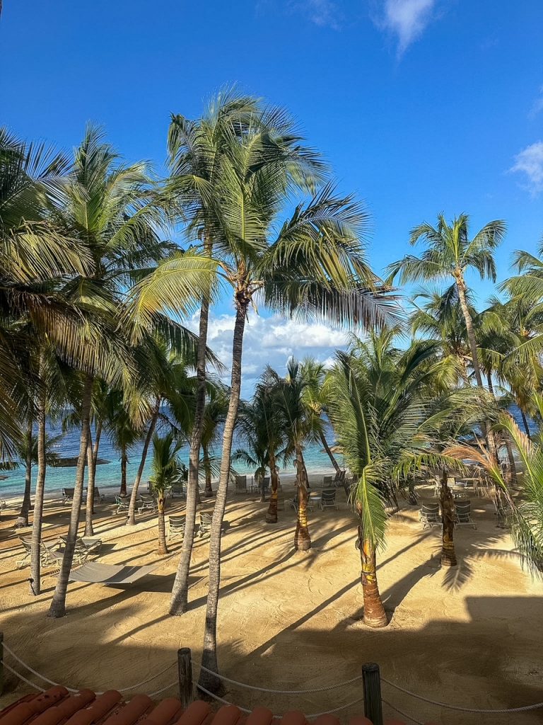 palm tree and beach view from our room at Harbour Village