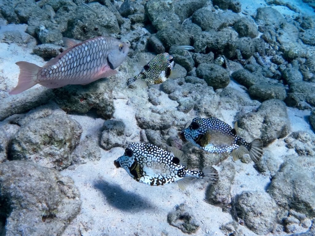Pufferfish spotted while snorkeling in Bonaire's clear Caribbean waters
