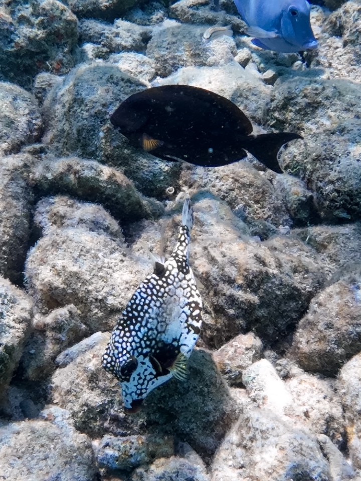 puffer fish seen snorkeling at Harbour Village Beach Club in Bonaire