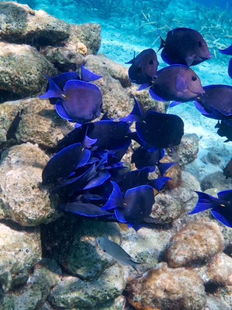 tangs seen snorkeling in Bonaire