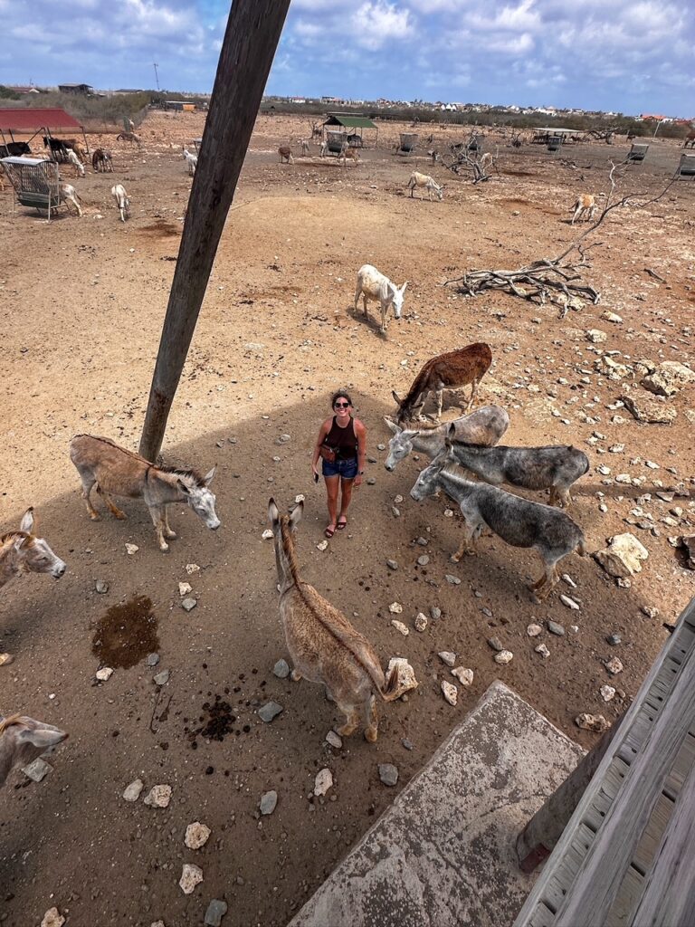 Sara with the donkeys at Donkey Sanctuary Bonaire as seen from the watch tower