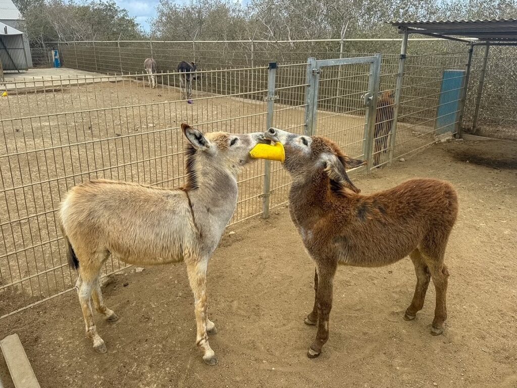 baby donkeys playing at Donkey Sanctuary Bonaire