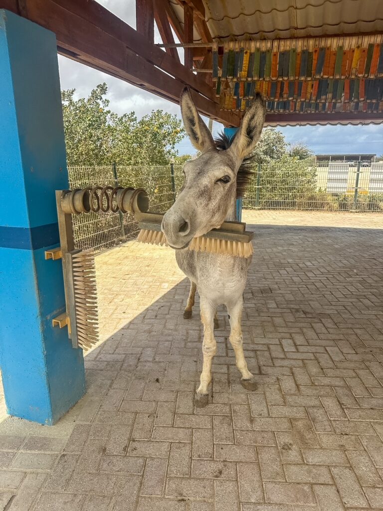 donkey brushing itself at Donkey Sanctuary Bonaire