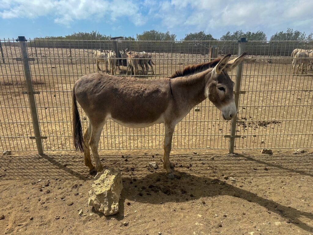 donkey standing proud at the Donkey Sanctuary Bonaire