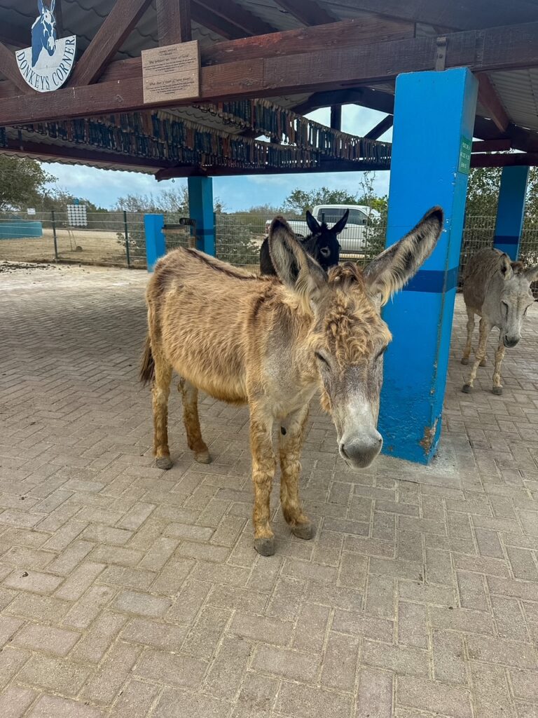 fluffy donkey at Donkey Sanctuary Bonaire