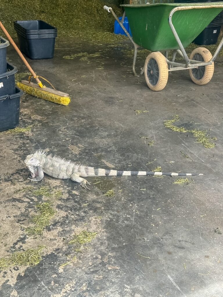iguana roaming around Donkey Sanctuary Bonaire