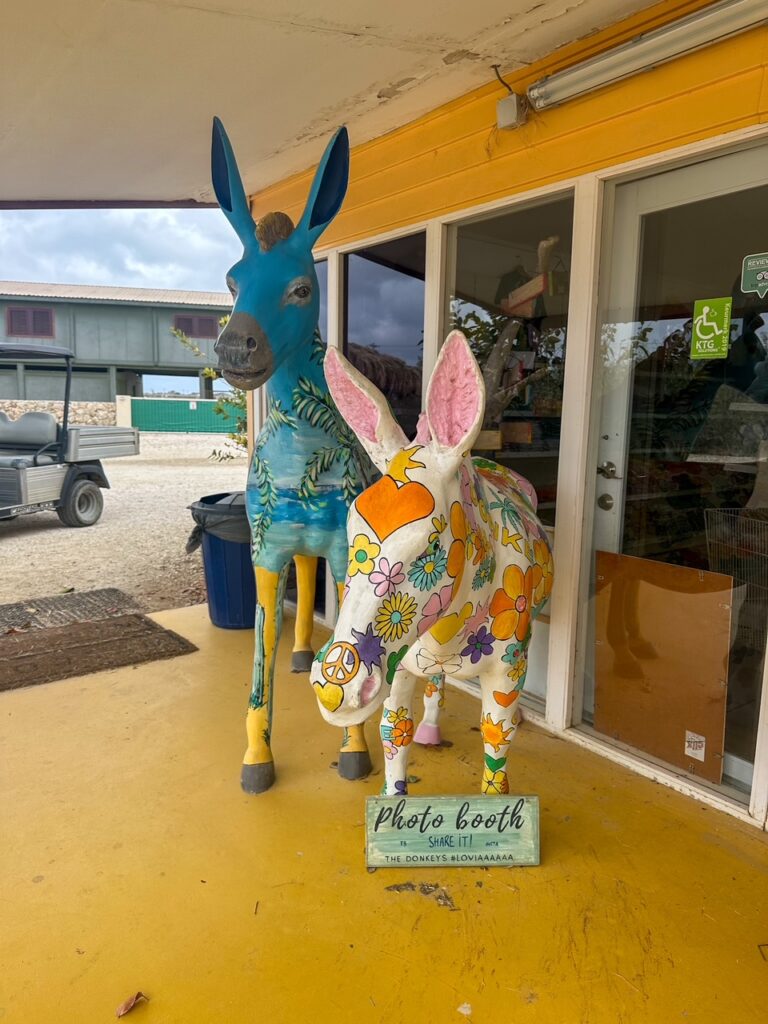painted donkeys at the Donkey Sanctuary Bonaire gift shop