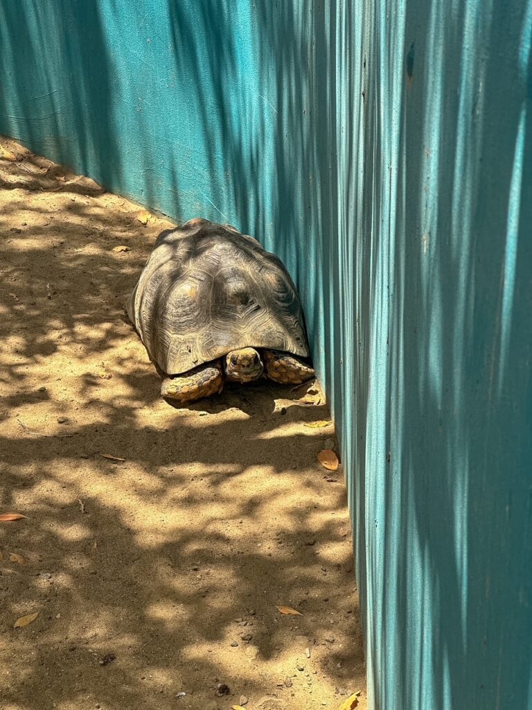 tortoise sunbathing at the Donkey Sanctuary Bonaire