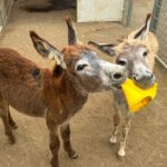 two baby donkeys playing at the Donkey Sanctuary Bonaire