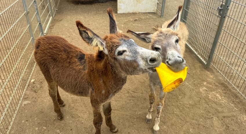 two baby donkeys playing at the Donkey Sanctuary Bonaire