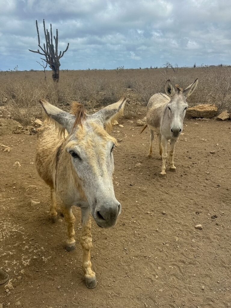two donkeys walking right up to our van at Donkey Sanctuary Bonaire