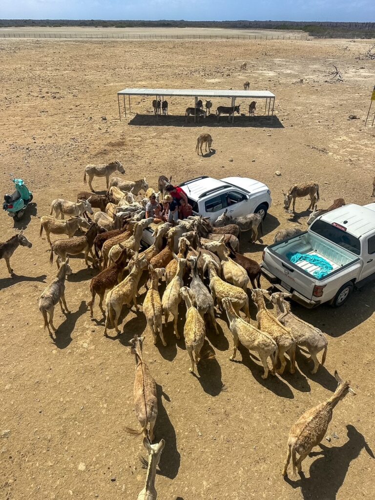 visitors feeding donkeys from the back of their pickup trucks at Donkey Sanctuary Bonaire
